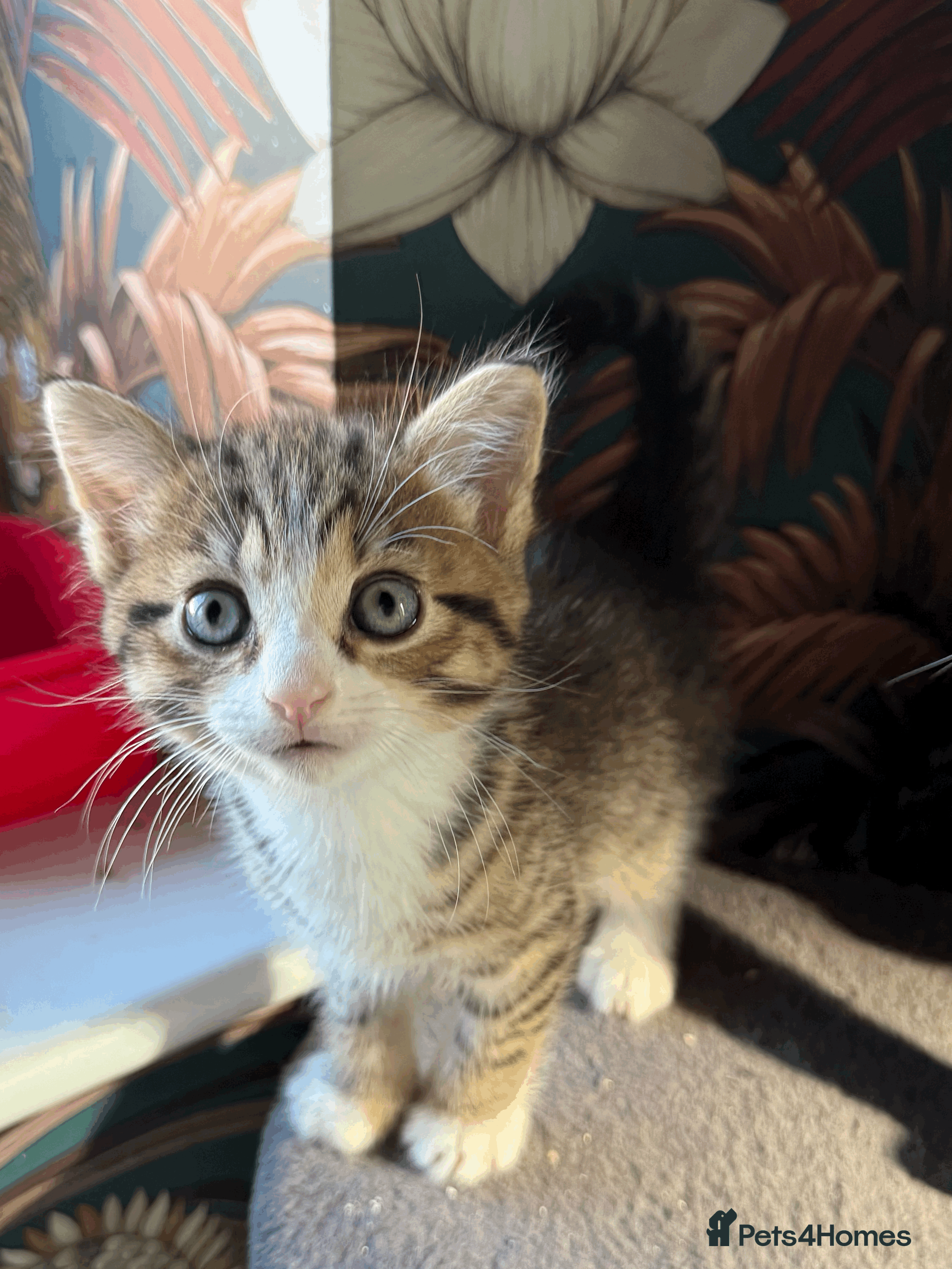 British Shorthair cats Kittens for sale - Advert 1