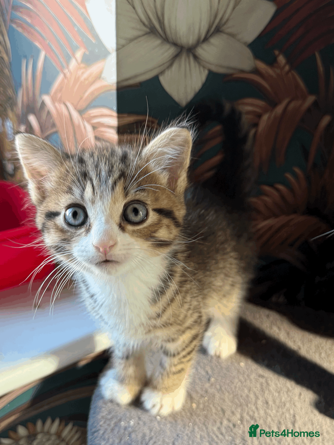 British Shorthair cats for sale: Kittens for sale - Advert 1