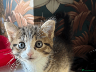 British Shorthair cats Kittens for sale - Advert 1