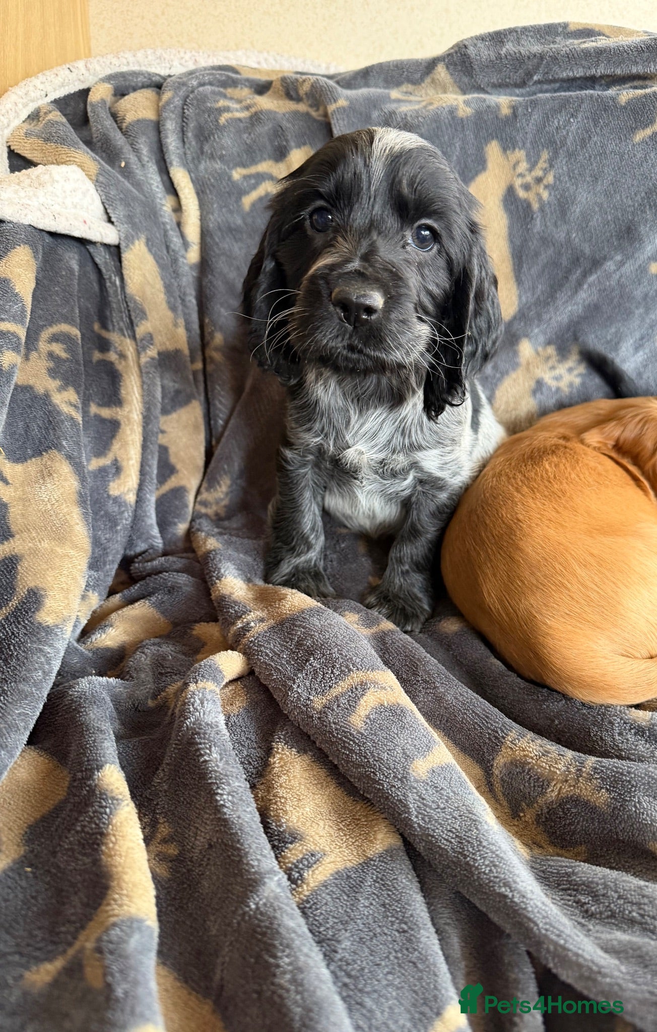 Cocker Spaniel dogs Show cocker puppies - Advert 1