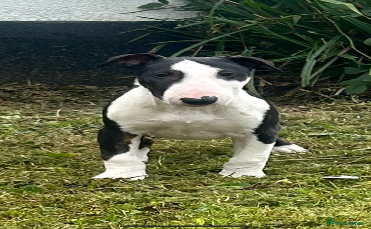 Bull Terrier dogs - Advert 1