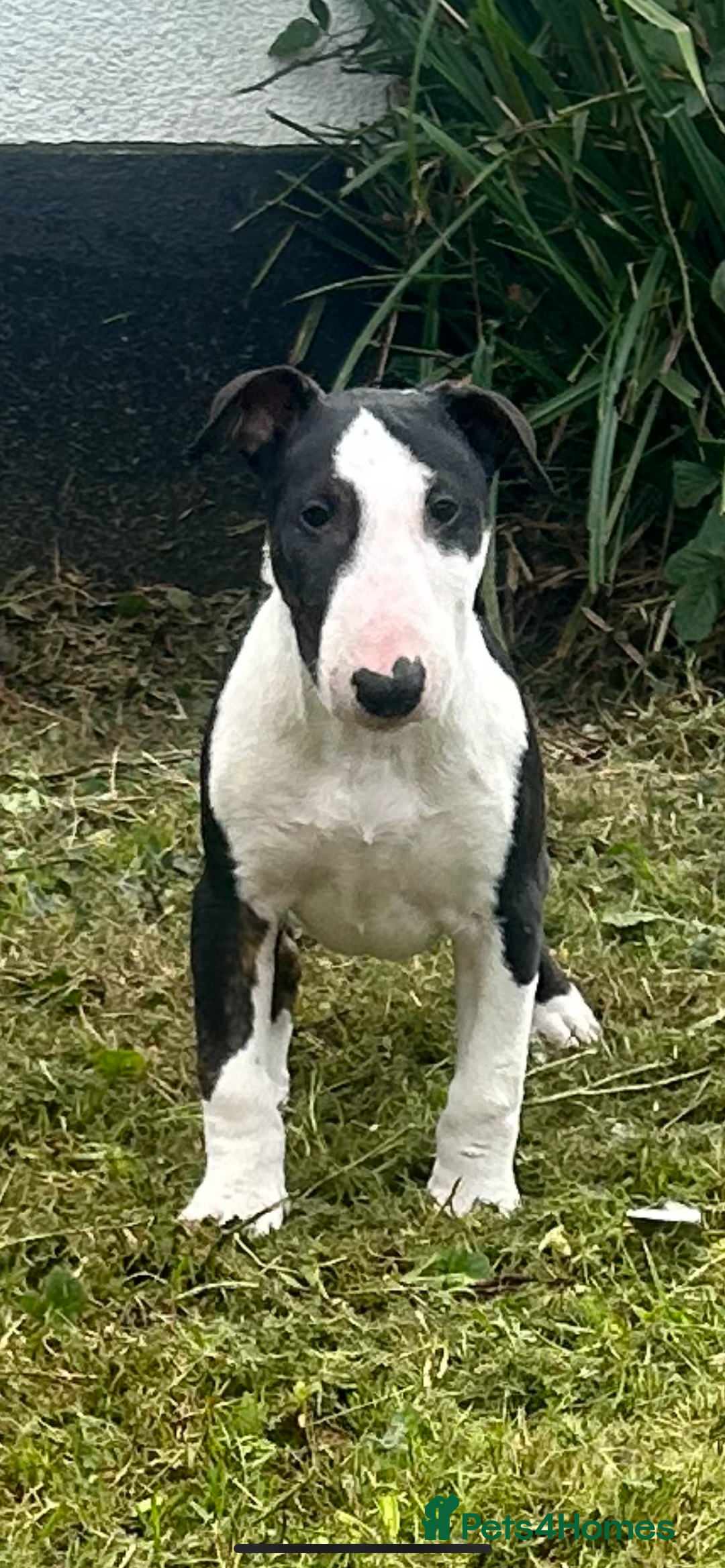 Bull Terrier dogs for sale: KC 12 week puppy  - Image 1