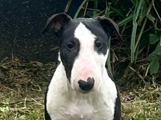 Bull Terrier dogs - Advert 1