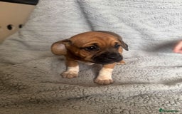 Puggle dogs for sale:  Puggle’s For Sale 🐶  - Image 9