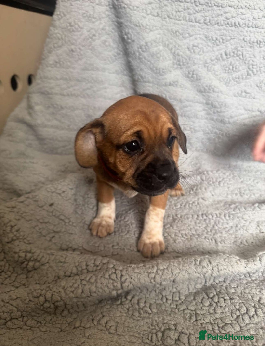 Puggle dogs for sale:  Puggle’s For Sale 🐶  - Image 9