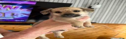 Chiweenie dogs for sale: Chihuahua cross dashcund puppies in Edinburgh - Advert 6