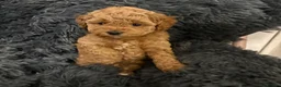 Cavapoochon dogs for sale: Therapy Puppies  - Advert 19