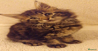 Maine Coon cats - Advert 11