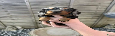 Dachshund Puppy 3