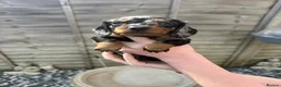 Dachshund dogs for sale: KEC REG MINIATURE LONG HAIRED dachshund puppies - Advert 29
