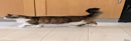 Mixed Breed cats for sale: Stevie is looking for a forever home - Advert 4