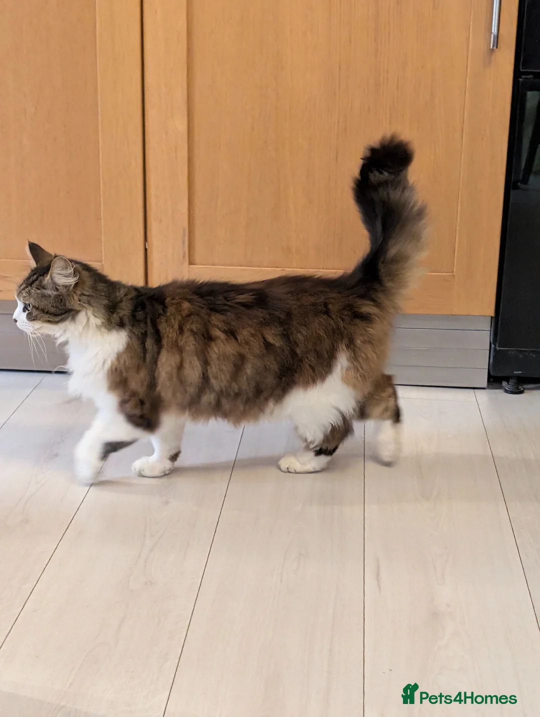 Mixed Breed cats for sale: Stevie is looking for a forever home - Advert 4