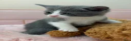 Scottish Fold cats for sale: Stunning Scottish fold & Selkirk Rex kitten  - Advert 37