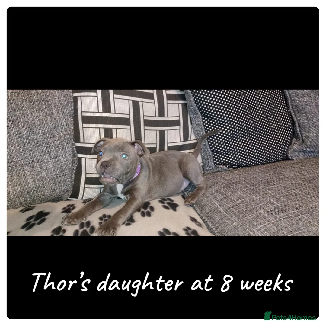 Staffordshire Bull Terrier dogs for stud: 📣THE 🔝 PRODUCING BLACK BLUE GENE CHAMPION IN UK  in Faversham - Advert 17