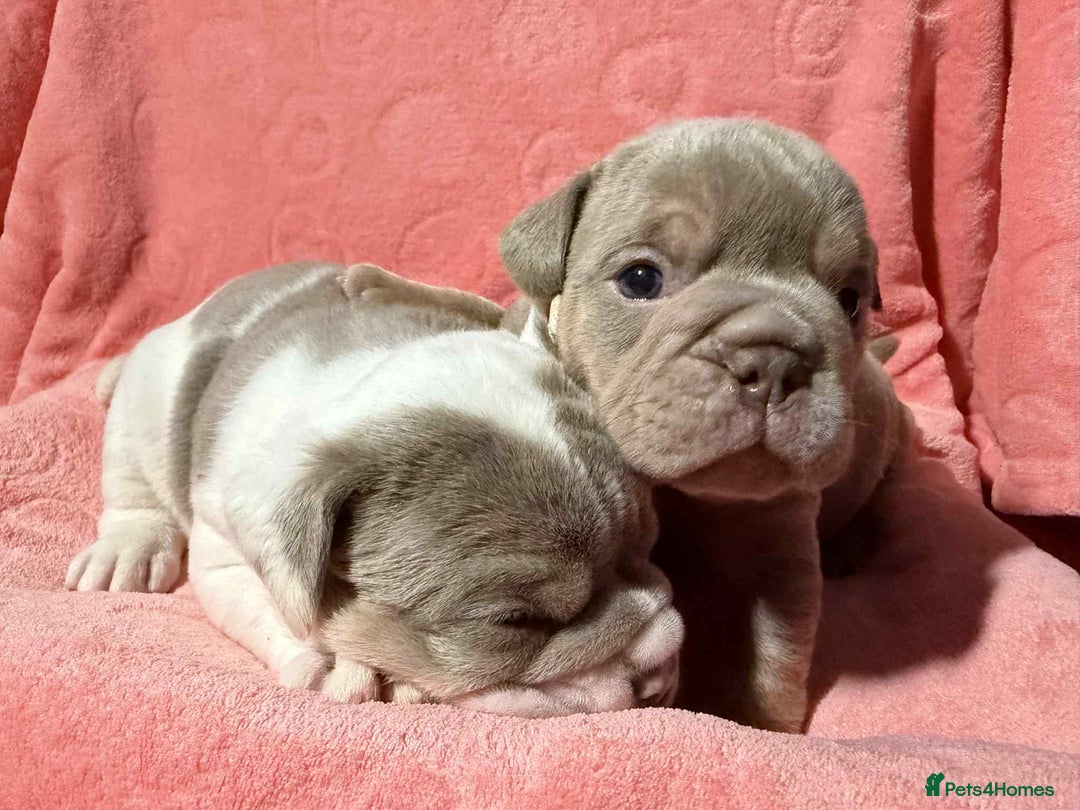 Olde English Bulldogge dogs for sale: The best Old English Bulldogge  - Advert 13