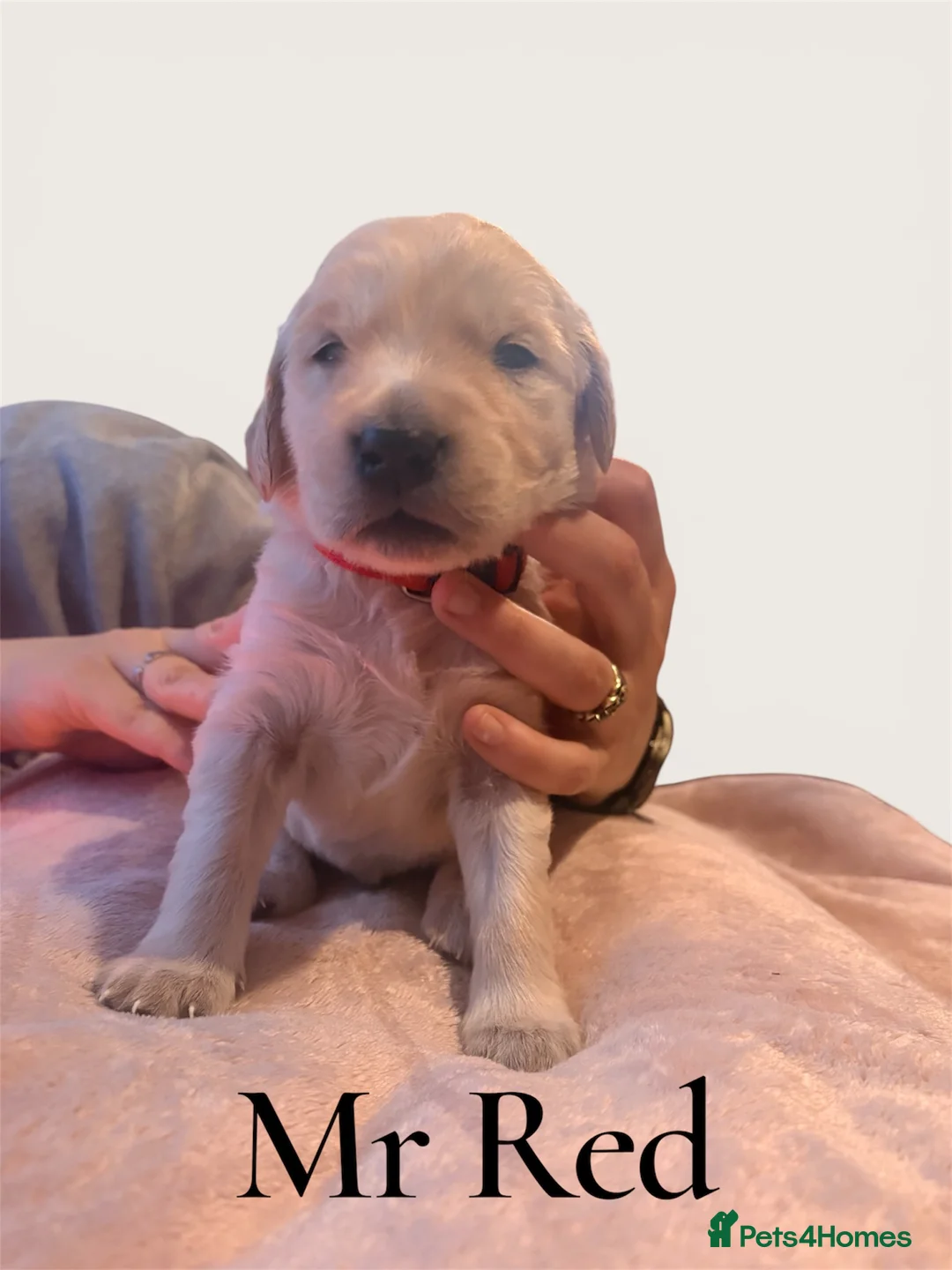 Golden Retriever dogs for sale: KC Registered Golden Retriever puppies - Advert 31