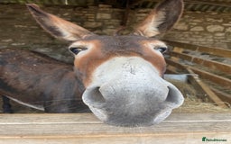 Donkey livestock for sale: 2 donkeys for sale - Image 5