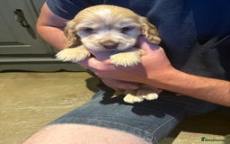Cocker Spaniel dogs for sale: Wonderful show type cocker spaniels - Image 25