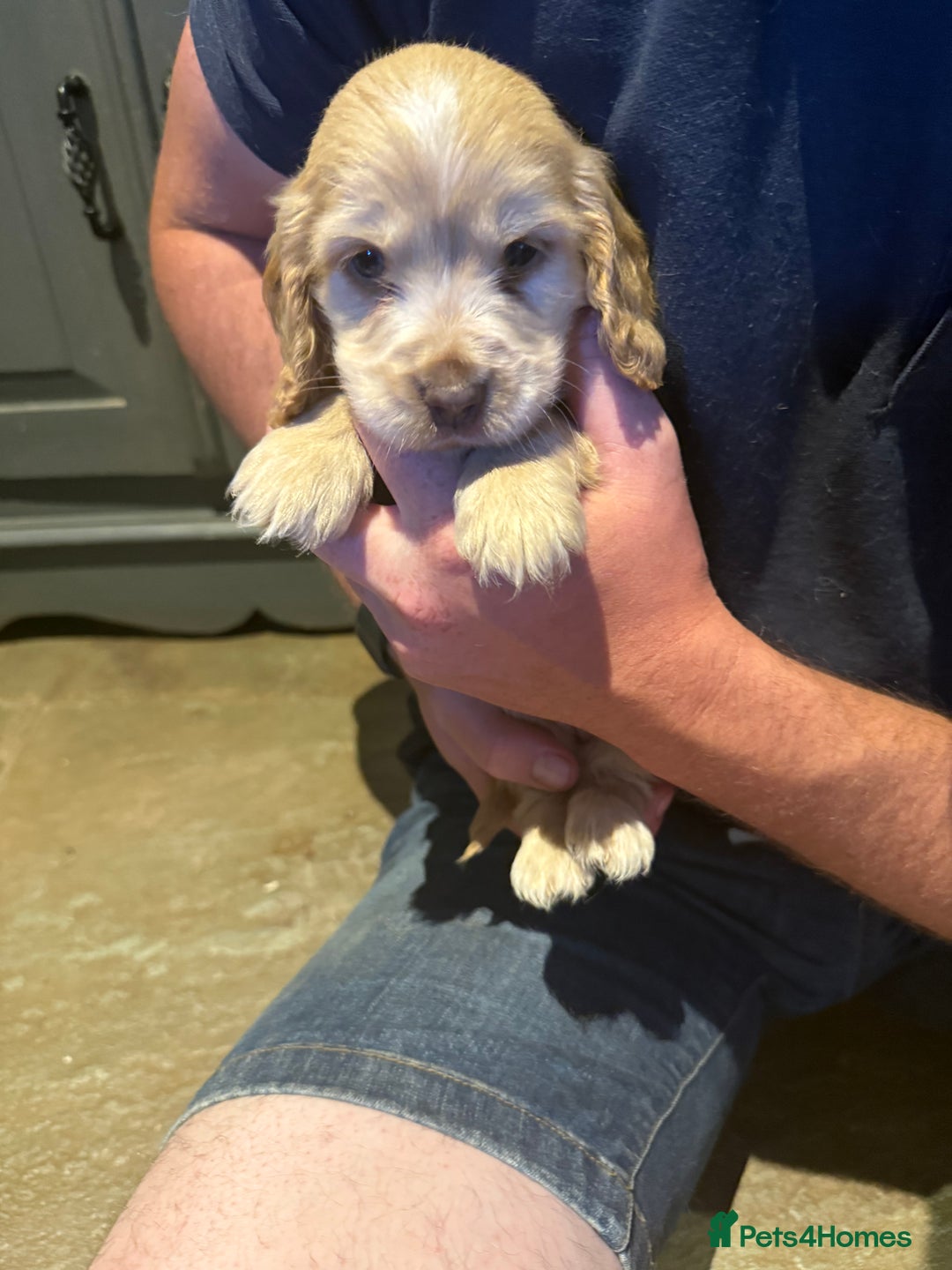 Cocker Spaniel dogs for sale: Wonderful show type cocker spaniels - Image 25