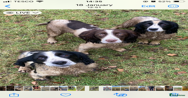 Sprocker dogs - Advert 10