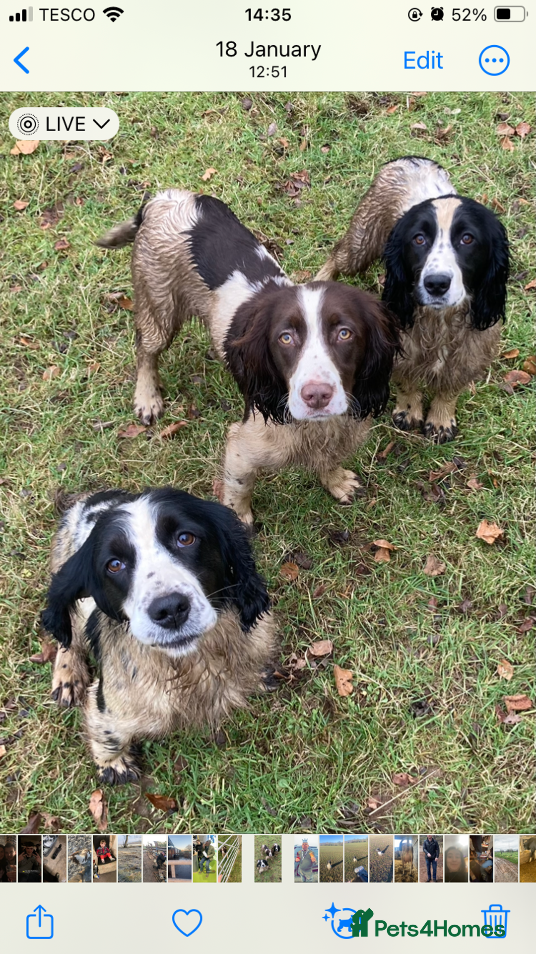 Sprocker dogs for stud: Working Liver and White Sprocker - Image 3