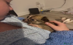 Chihuahua dogs for sale: Last tiny chihuahua boy - Image 2