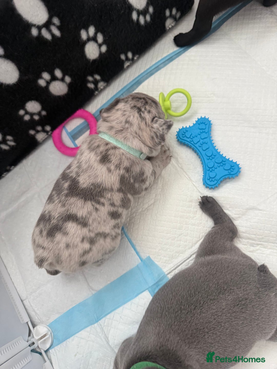 French Bulldog dogs for sale: French bulldog puppies looking for loving homes  - Image 15