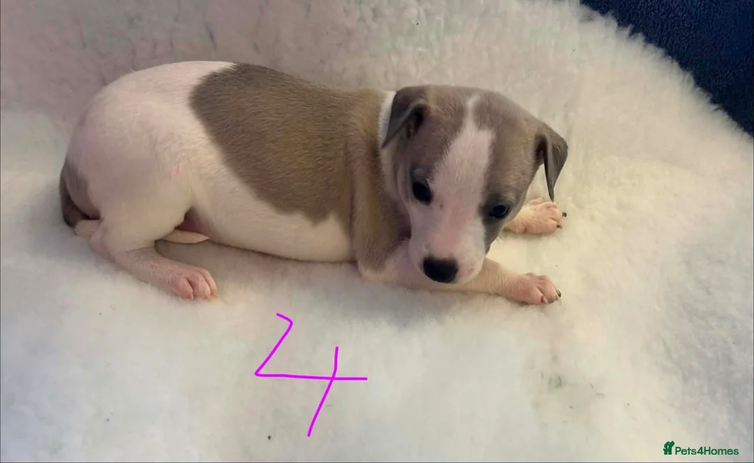 Whippet dogs for sale: Stunning whippet Bitch puppy  - Advert 12