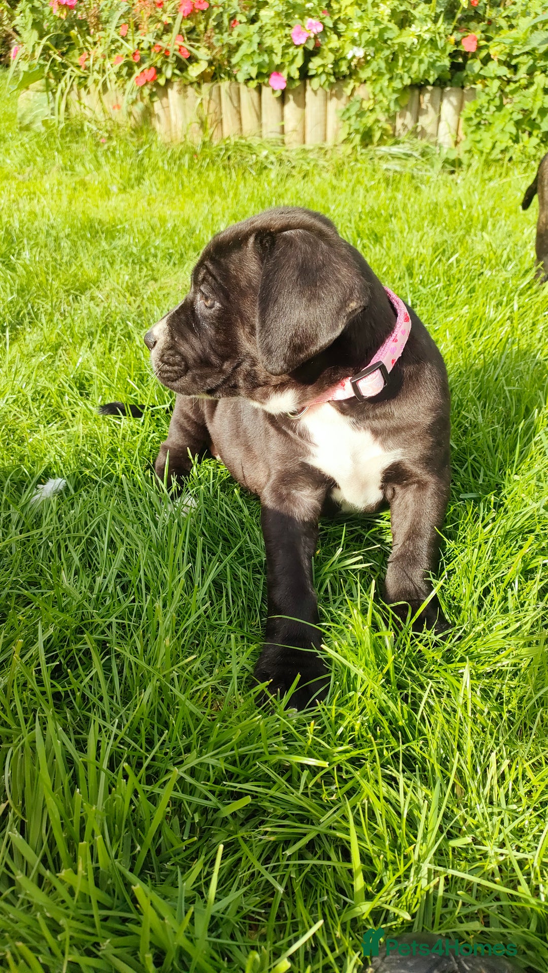 Mixed Breed dogs for sale: Cane Corso x Puppies  - Image 8