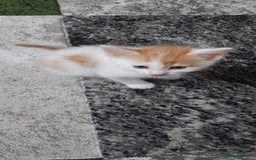 Mixed Breed cats for sale: Kittens for sale - Image 2