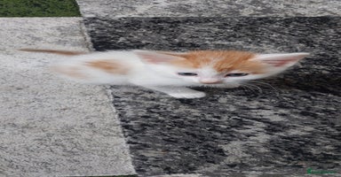 Mixed Breed cats - Advert 1