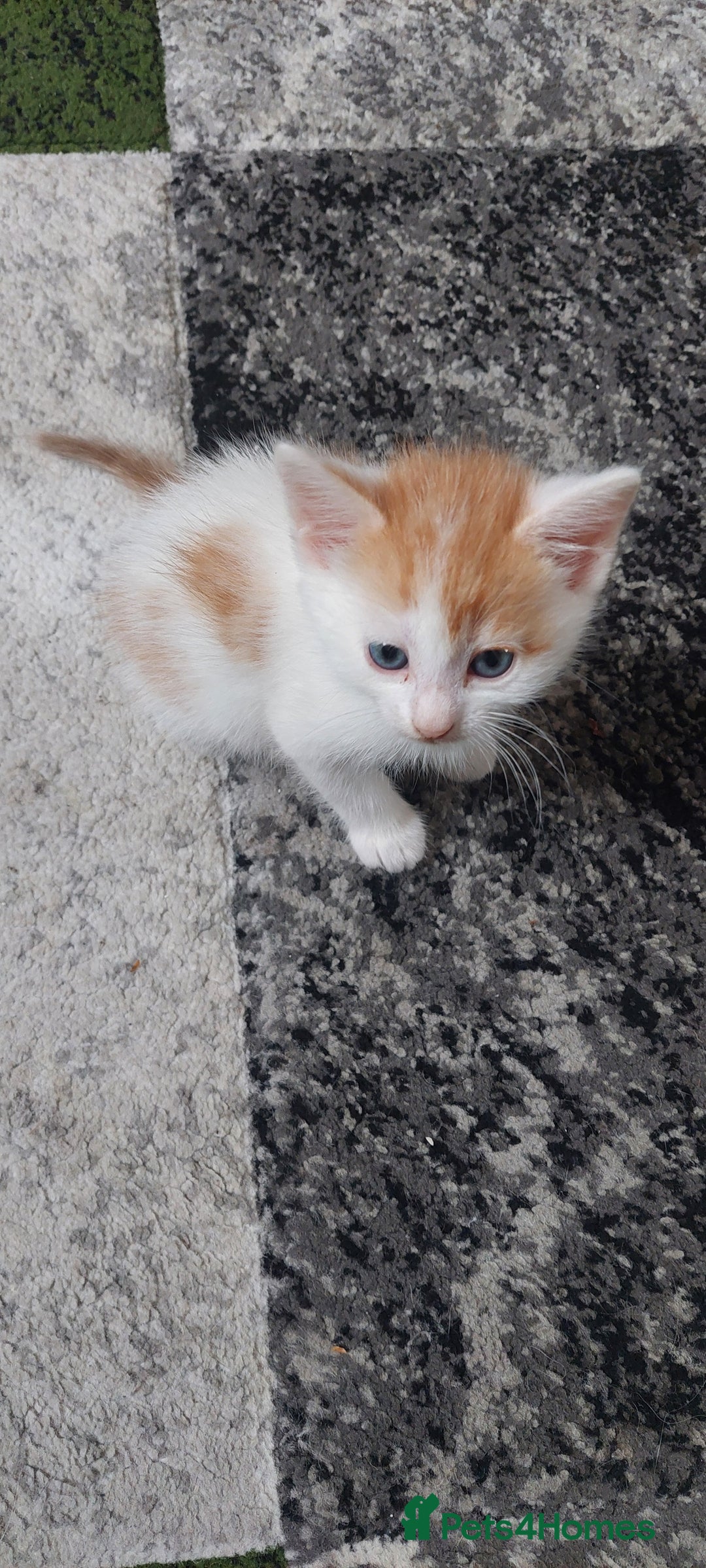 Mixed Breed cats for sale: Kittens for sale - Image 2