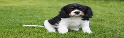 Cavalier King Charles Spaniel dogs for sale: Beautiful Cavalier King Charles Spaniel puppies - Advert 37