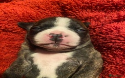 Staffordshire Bull Terrier dogs for sale: Female Staffy Pup  - Advert 7