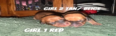 Dachshund 3