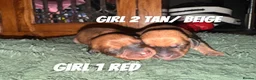 Dachshund dogs for sale: Long and short haired dachshund puppies available  - Advert 11