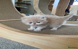 Persian cats for sale: *5 Generations Pedigree Persian Kittens - Image 13