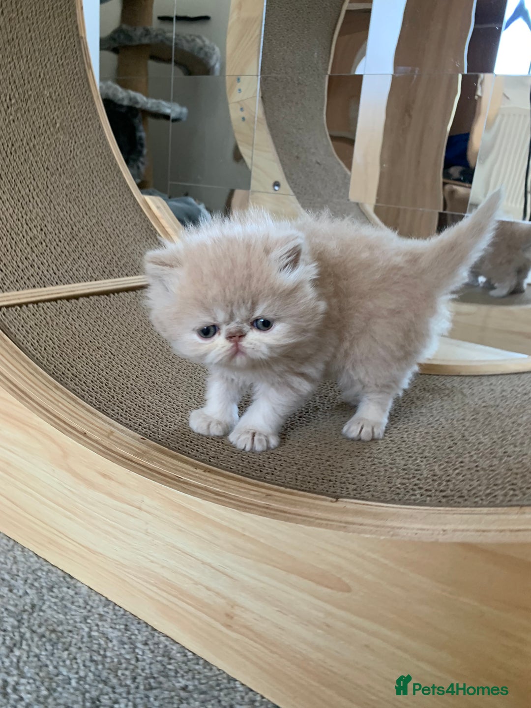 Persian cats for sale: *5 Generations Pedigree Persian Kittens - Image 13