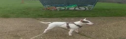English Bull Terrier dogs for sale: KC Registered English Bull Terrier puppies - 14/6 - Advert 7