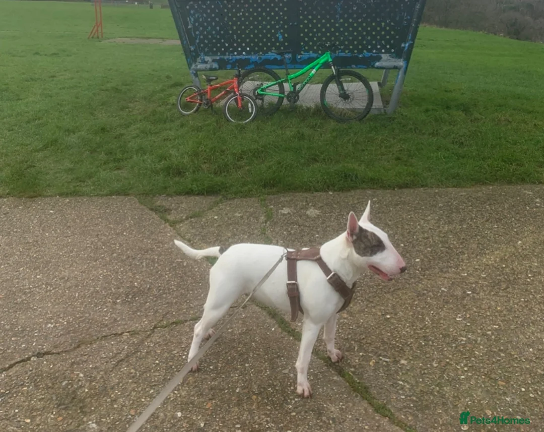 English Bull Terrier dogs for sale: KC Registered English Bull Terrier puppies - 14/6 - Advert 7