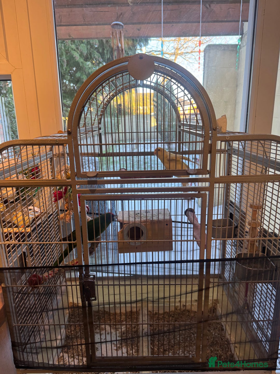 Cockatiels birds for sale: Kakrikee  - Advert 4