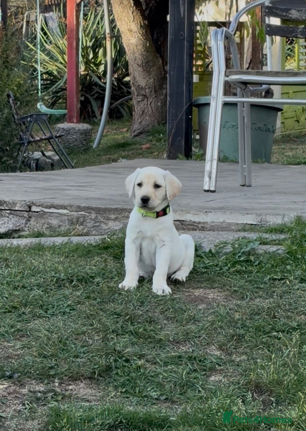 Labrador Retriever dogs 💙💚 LAST pedigree boy 💙💚  - Advert 11