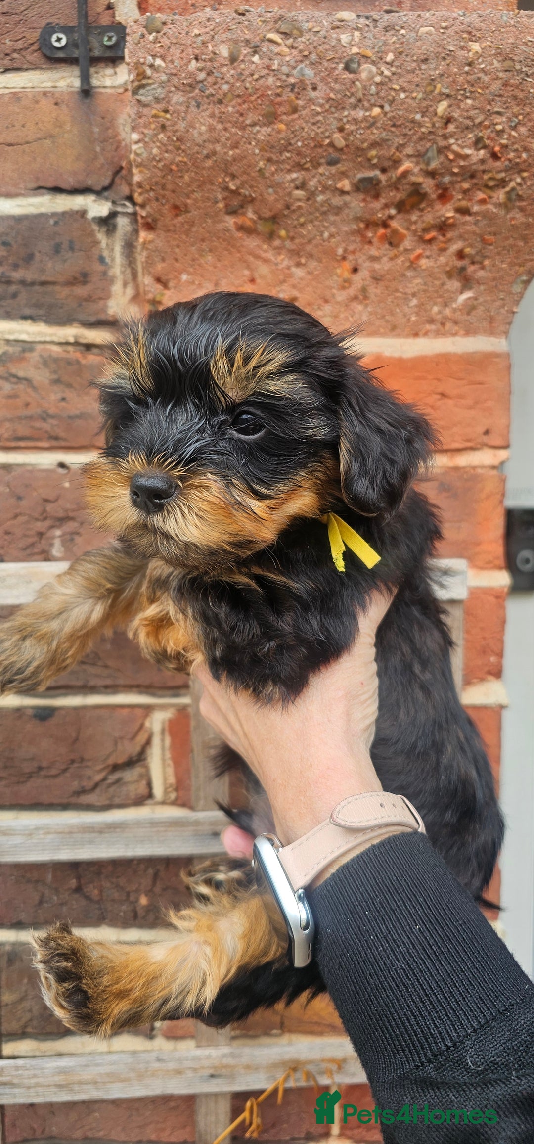 Yorkshire Terrier dogs for sale: 🐶 ONLY ONE LEFT! - Yorkshire Terrier Puppies - Image 2
