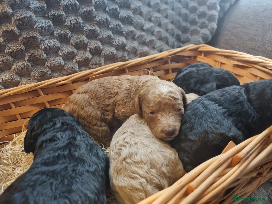 Toy Poodle dogs for stud: Stunning red toy poodle for stud in Coventry - Advert 9