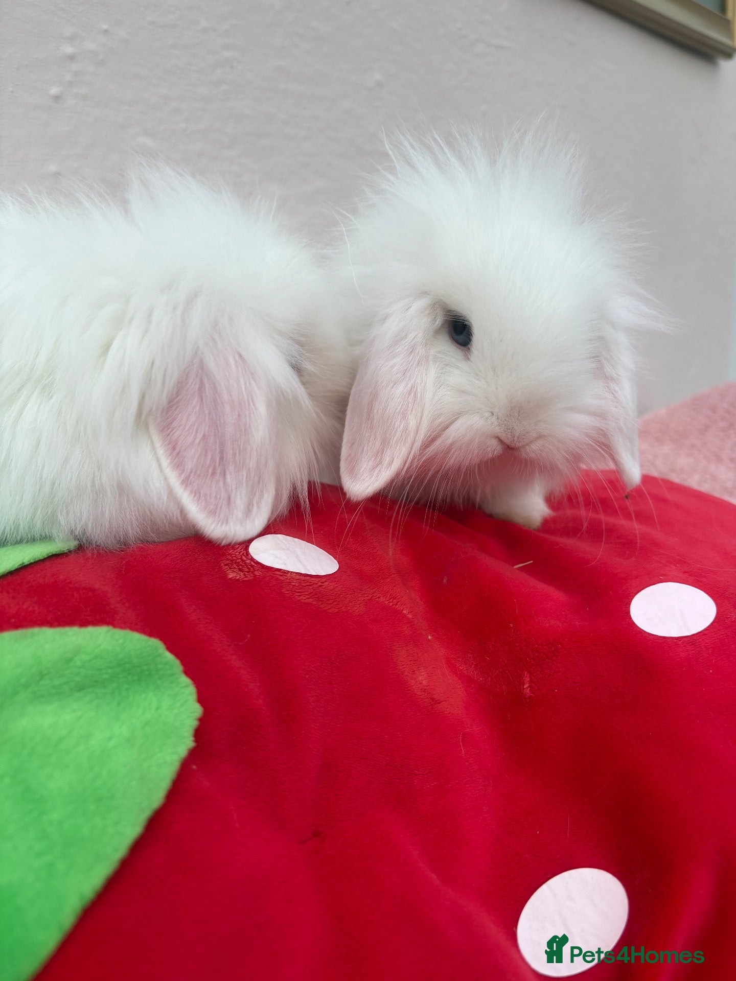 Mini Lop rabbits Mini lops-raised indoors-vaccinated  - Advert 2