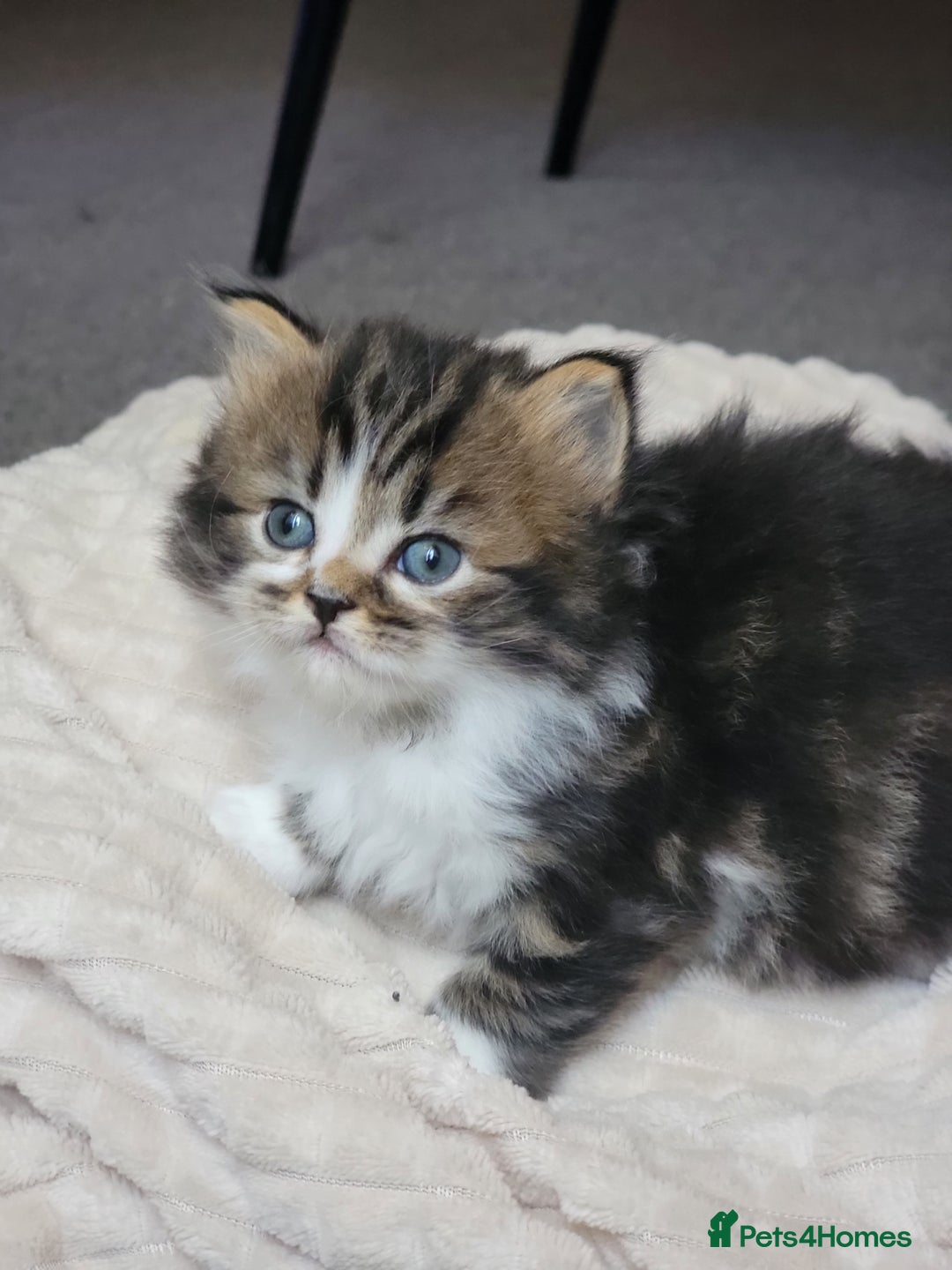 Scottish Fold cats for sale: Scottish fold - Advert 18