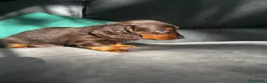 Miniature Dachshund 3
