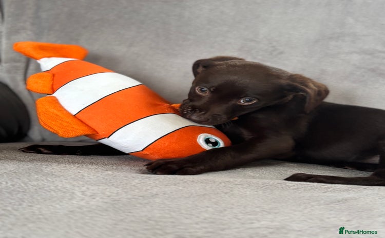 Labrador Retriever dogs LAST chocolate girl looking for a new home !! - Advert 1