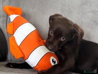 Labrador Retriever dogs LAST chocolate girl looking for a new home !! - Advert 3