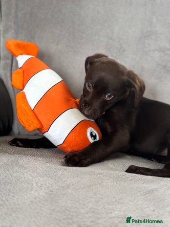 Labrador Retriever dogs LAST chocolate girl looking for a new home !! - Advert 1